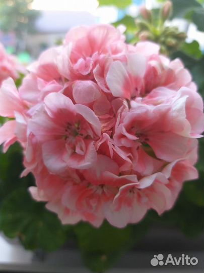 Пеларгония (герань)