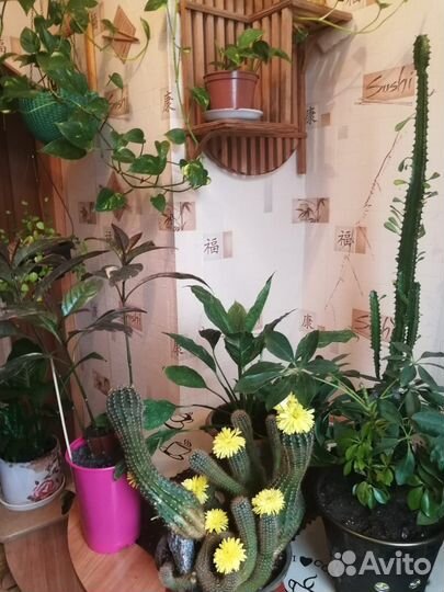 Большой выбор цветов