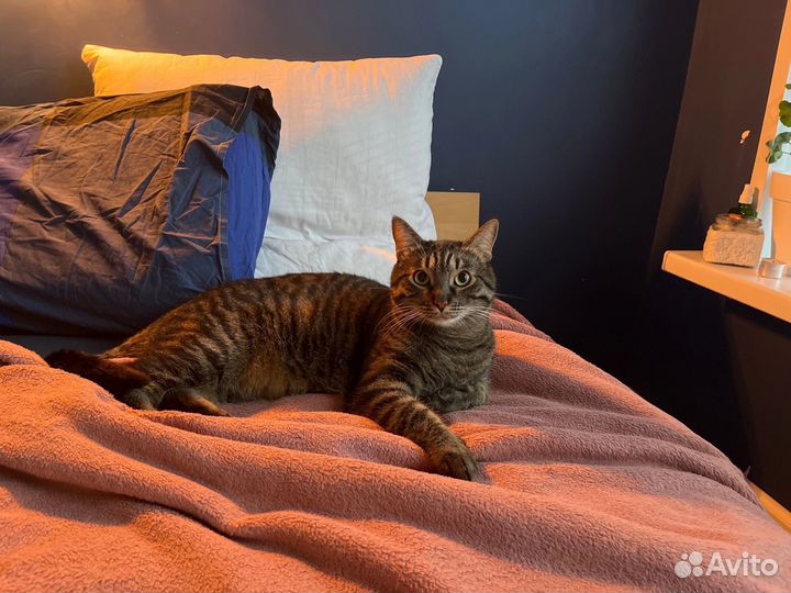 Кот,2 года