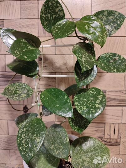 Хойя SP-851 на срез и др