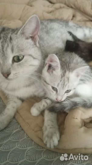 Отдам котят в добрые руки