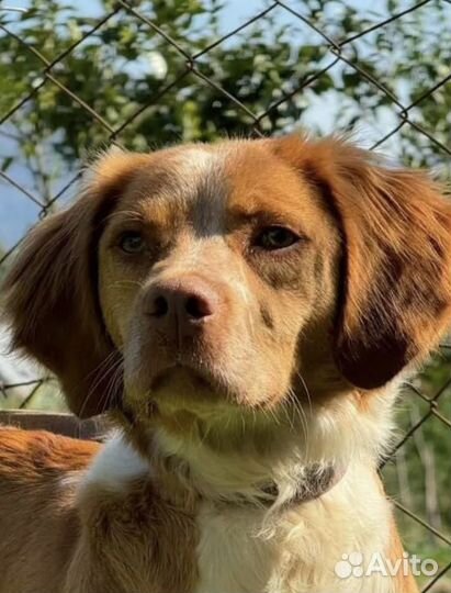 Бретонский эпаньоль в добрые руки