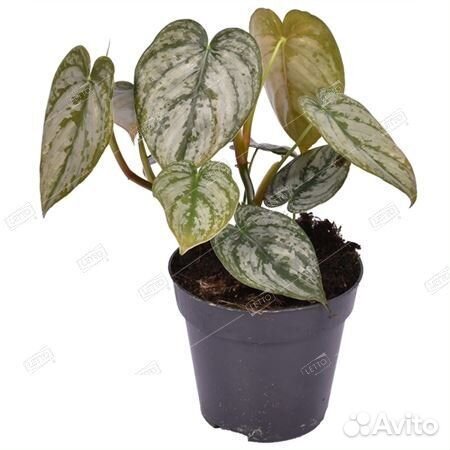 Филодендрон брандтианум Philodendron brandtianum 7