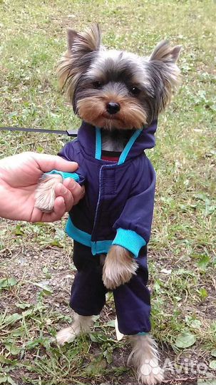 Йоркширский терьер вязка