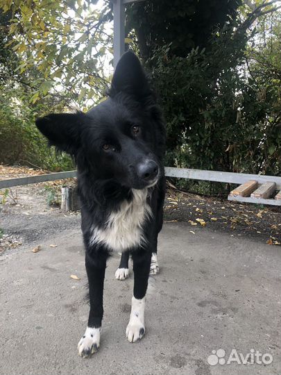 Собака в добрые руки Бордер колли