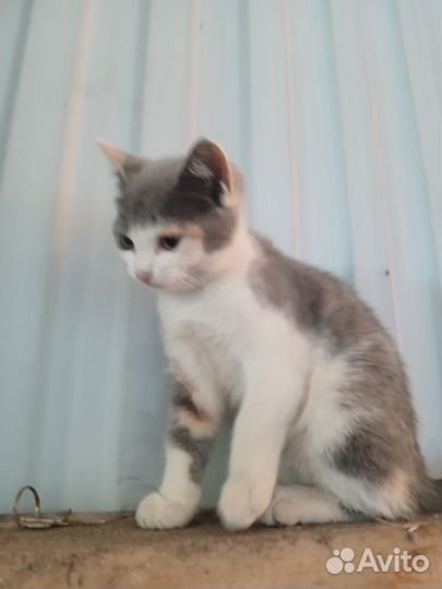 Котята в добрые руки бесплатно