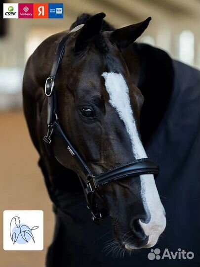 Анатомический кожаный недоуздок Glimmer от Equestrian Stockholm - Черный