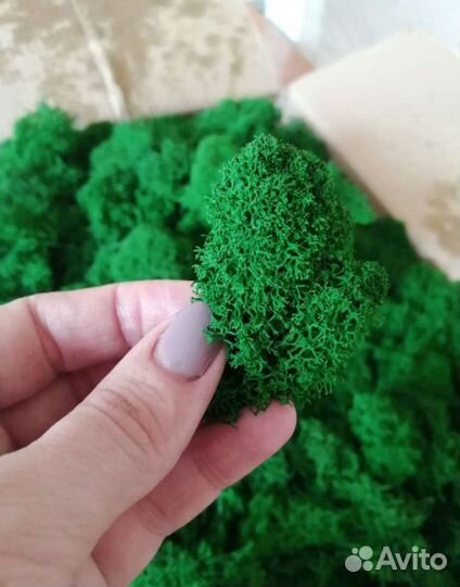 Стабилизированный мох оптом и в розницу