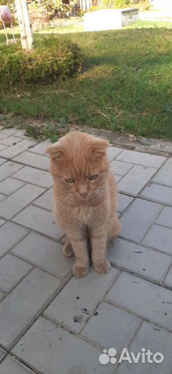 Отдам кота в добрые руки