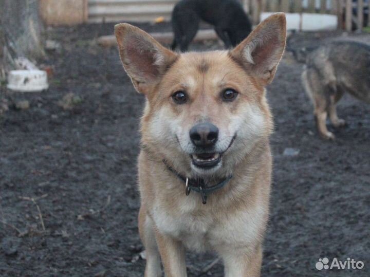 Собака мальчик