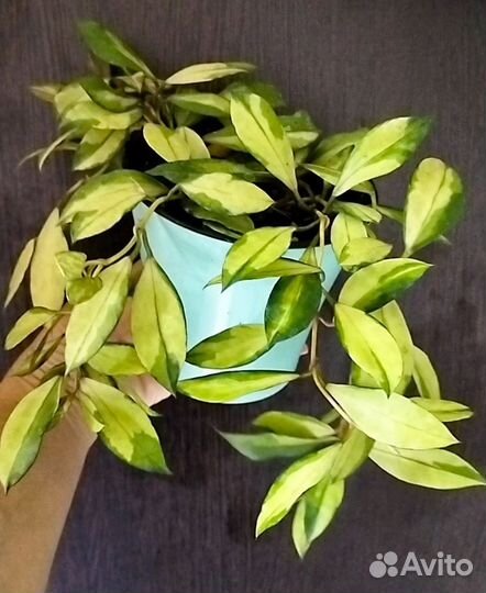 Хойя Денисси фрида