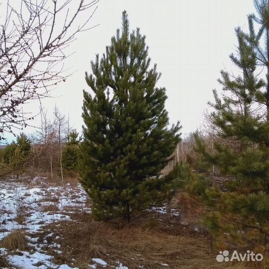 Сосна обыкновенная