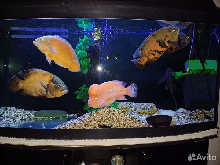 Аквариумные рыбки