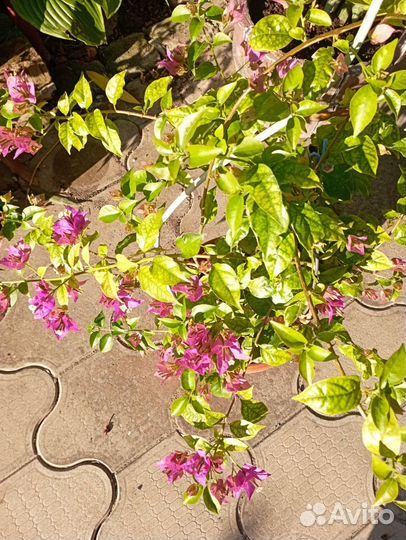 Комнатные растения цветы