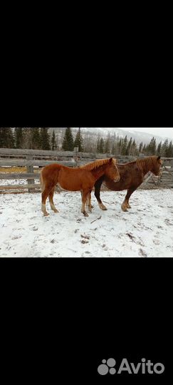 Продам лошадей и телок