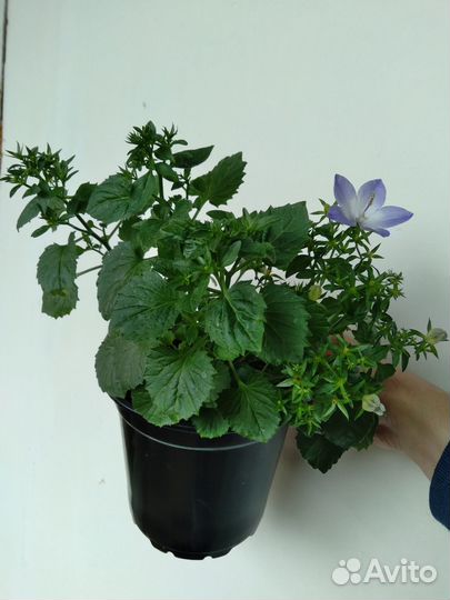 Гипоэстес, Пилея Мун Валей комнатные цветы