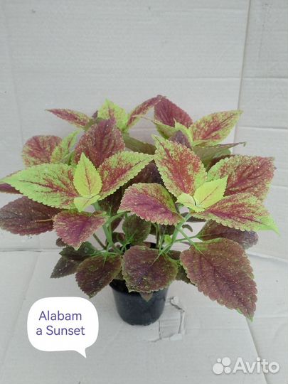 Колеусы вегетативные