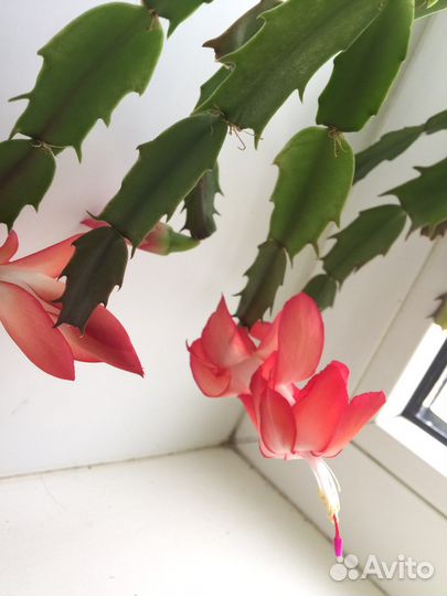 Декабрист, пурпурный с белым