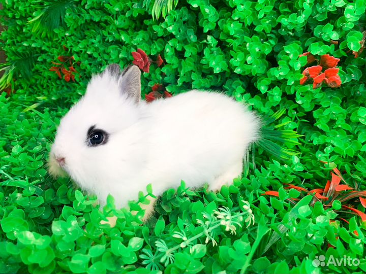 Мини карликовый кролик - Вислоухий малыш
