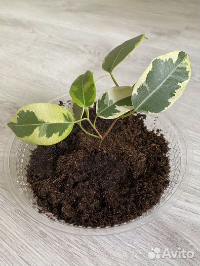 Фикус бенджамина вариегатный