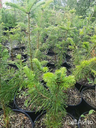 Саженцы хвойных деревьев
