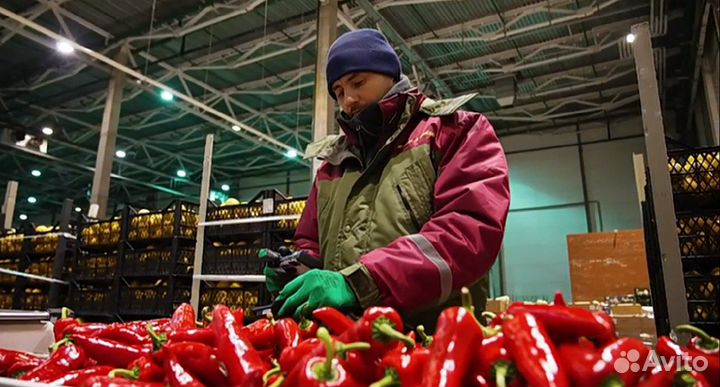 Товаровед-эксперт плодоовощной продукции / Агроном