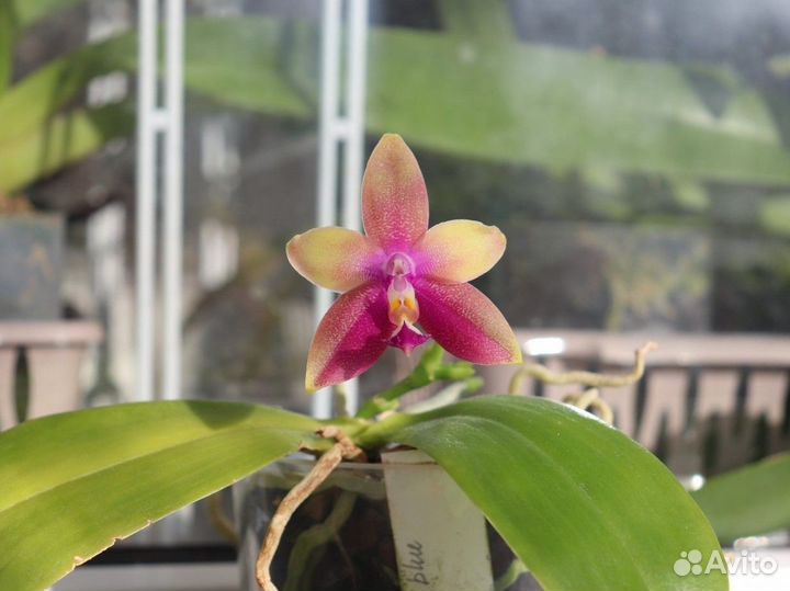 Орхидея Phalaenopsis