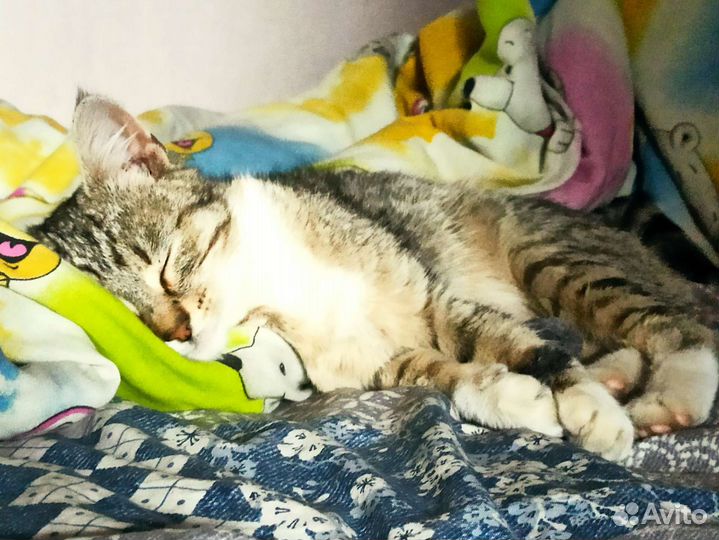 Котенок в добрые руки