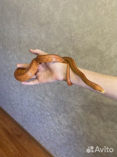 Змея маисовый полоз