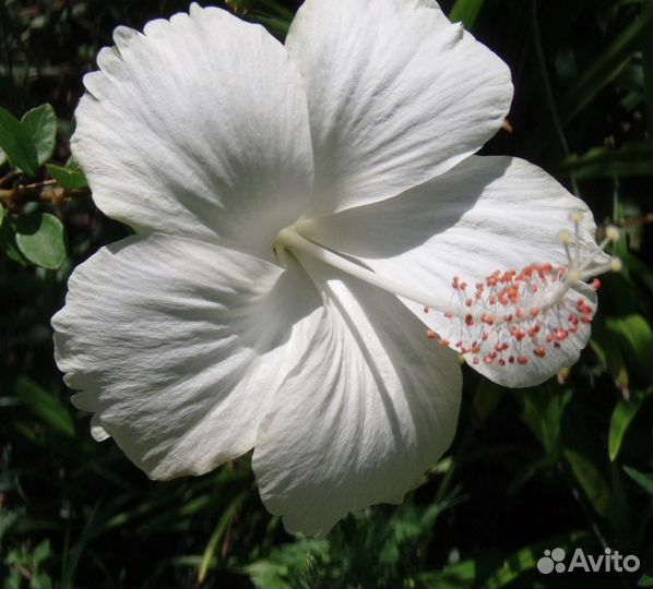 Гибискус Swan lake