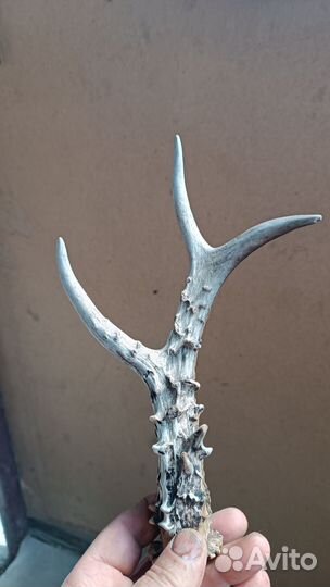 Продам рожок