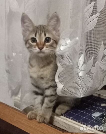 Кошечка 2 месяца