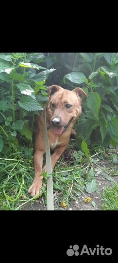 Собака с милыми складками ждёт в приюте