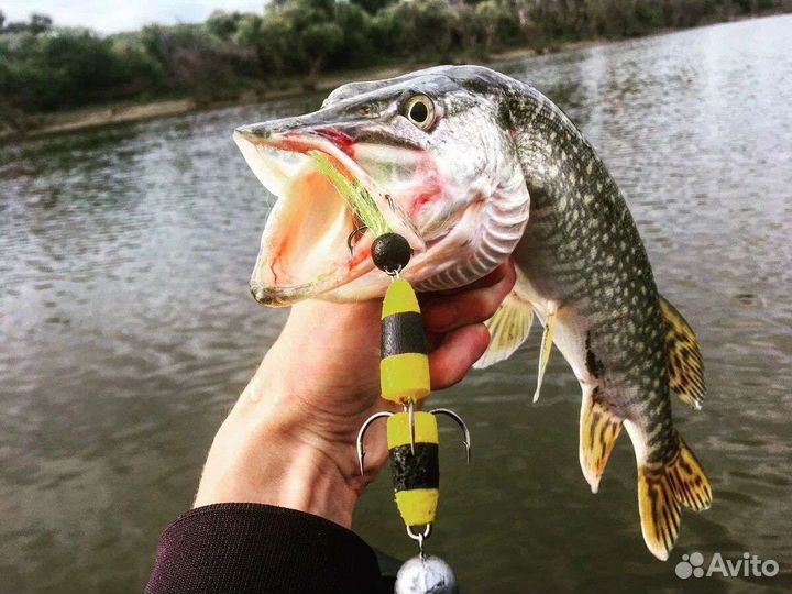 Судак Щука Карп Бестер живой Копчёная рыба