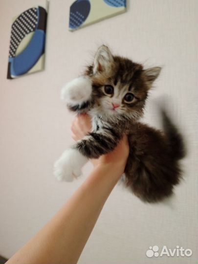 Милашки котята