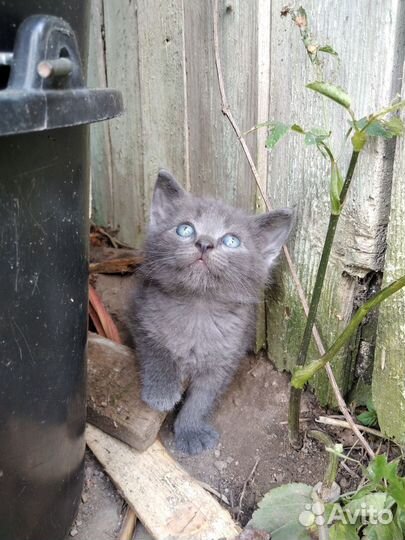 Глупыши (котята)