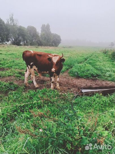 Бык на мясо