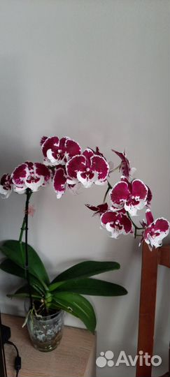 Орхидея фаленопсис