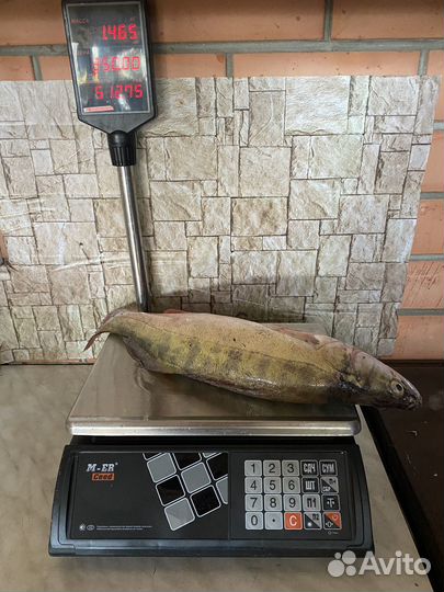 Рыба свежая