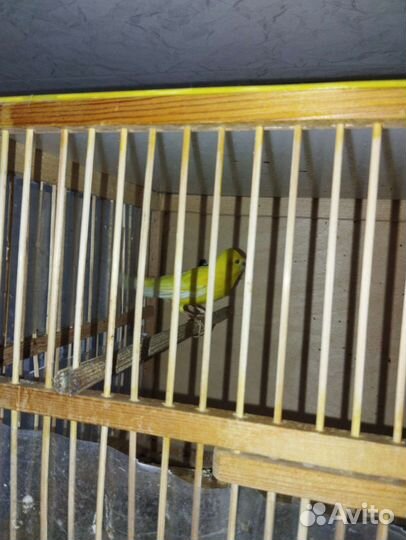 Кенар певчий