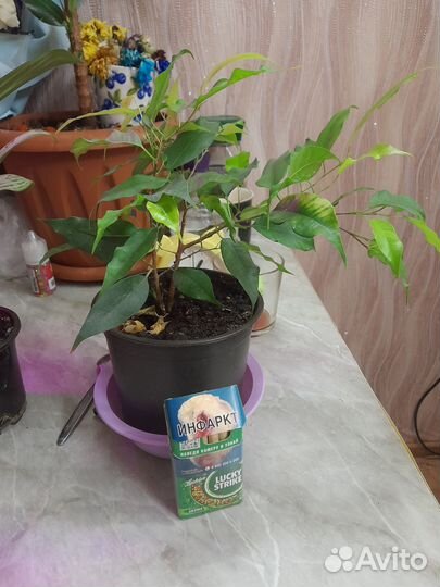 Комнатные цветы