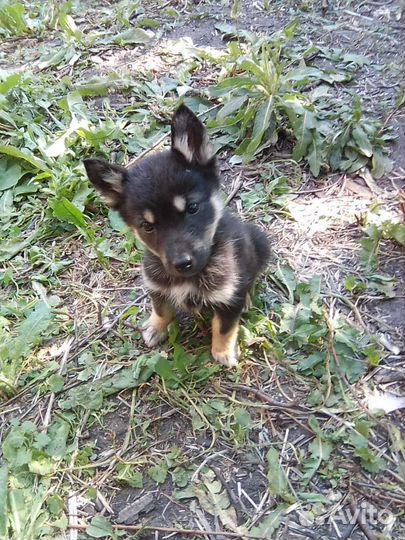 Щенки лайки