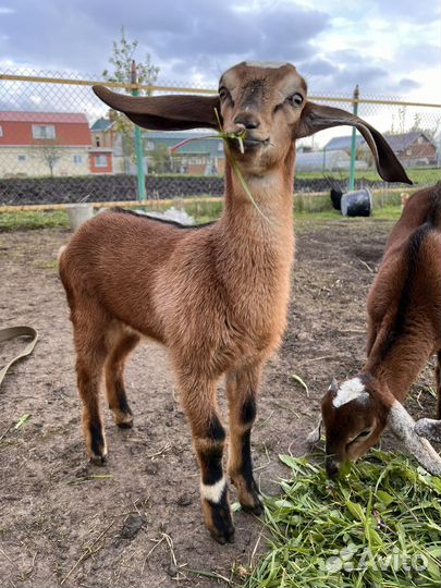 Продам козлят
