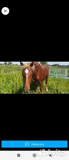 Продам коня