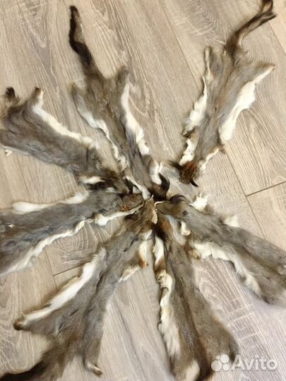 Шкурки белки