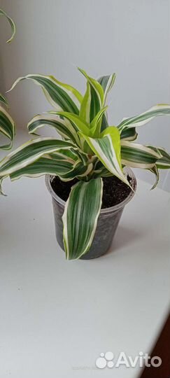 Драцена вариегатная, сортовая