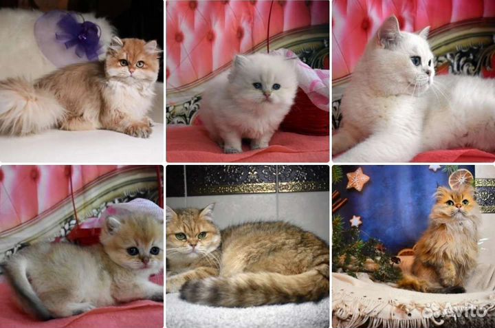 Ищем дом кошкам, в дар только взрослые кастраты