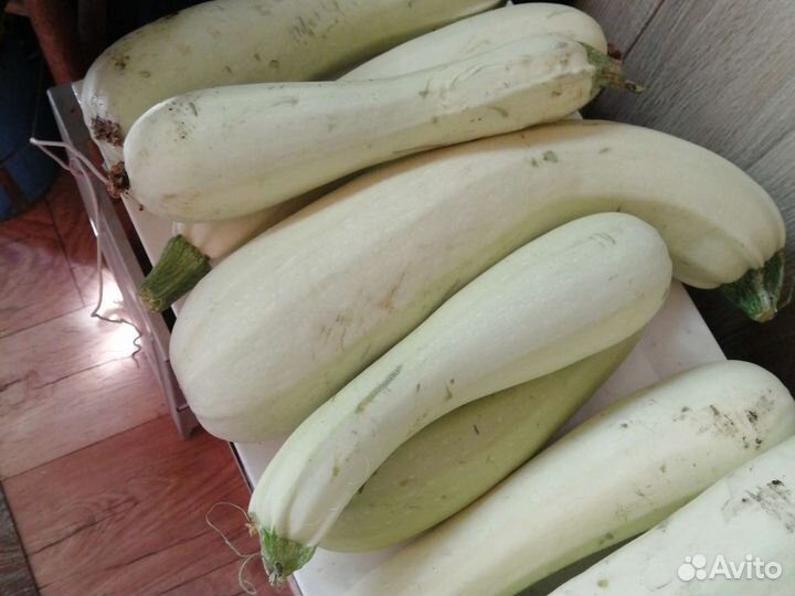 Кабачки домашние, свежесрезанные, без химии