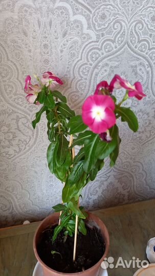 Цветы катарантус