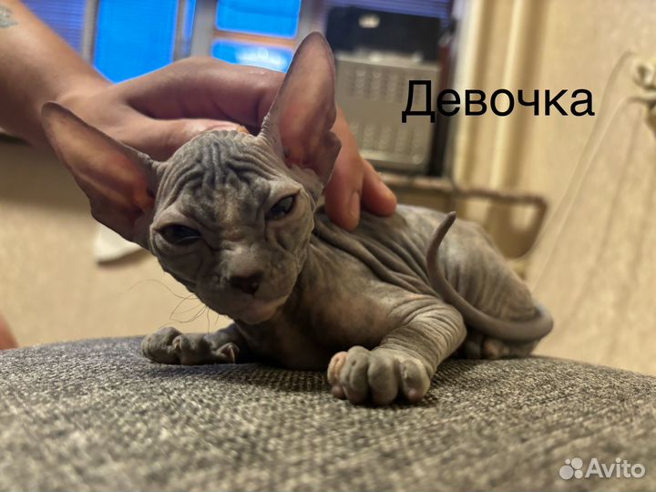 Донской сфинкс котята